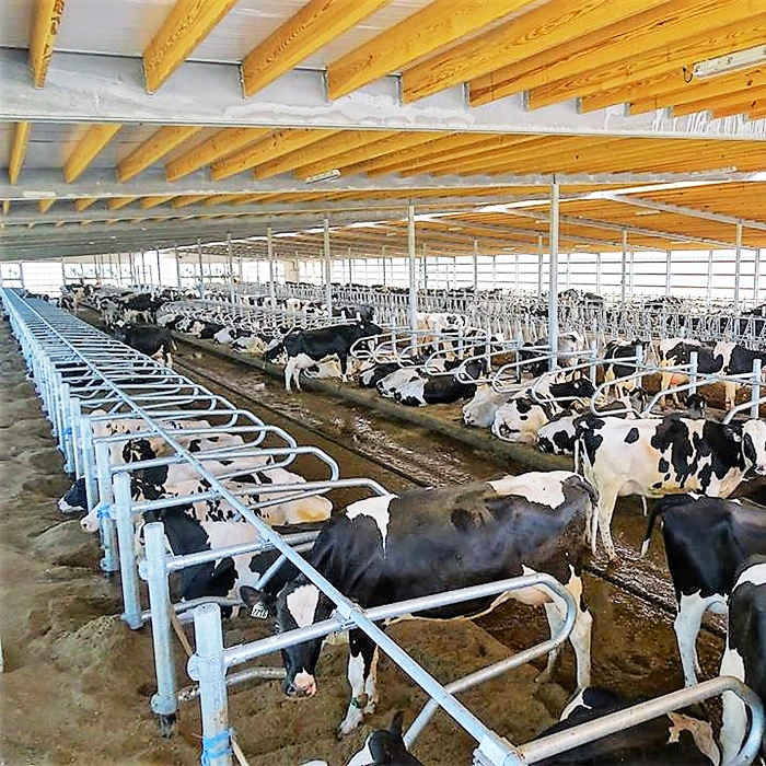 Cattle Free Stall
