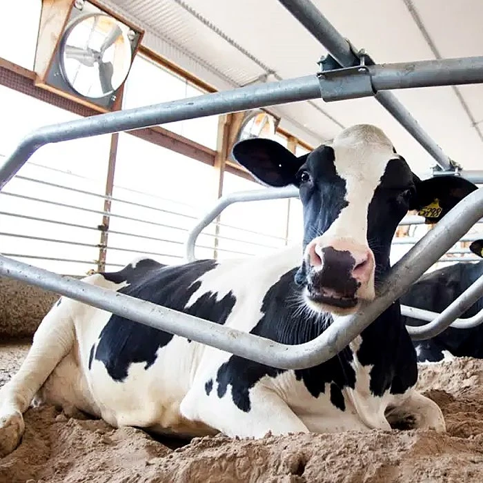 Cow Free Stalls Cow Free Stalls